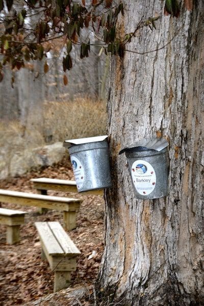 maple sugar tree buckets ct connecticut