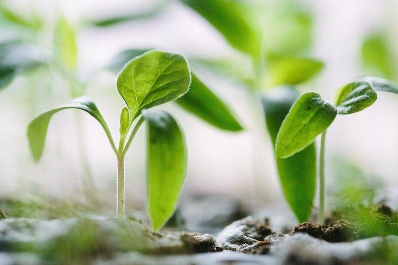 gardening sprouting up close