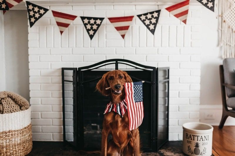 dog at home fourth of july weekend american flag