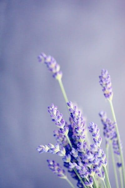 beautiful lavender from a lavender field purple background