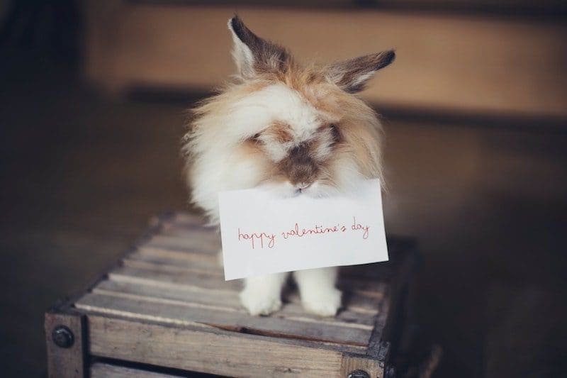 cute furry bunny holding happy valentine's day note