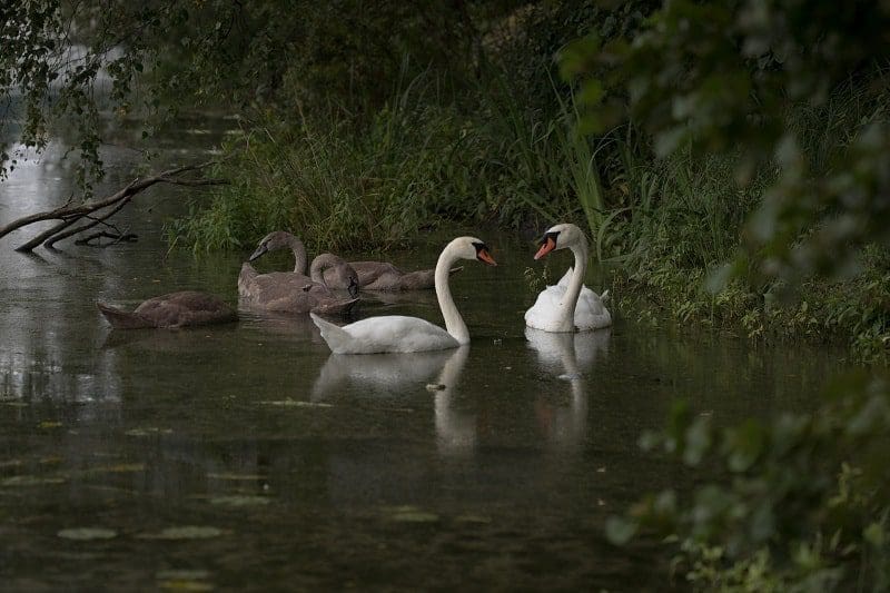 family of swans and cygnets