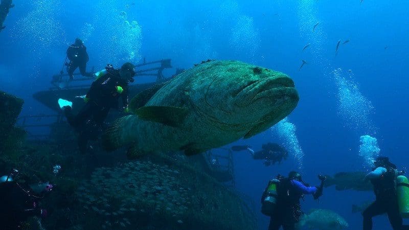 treasure coast wreck diving grouper florida