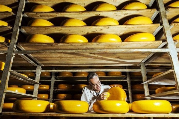 Cleaning Cheese in Woerden - East End Taste Magazine