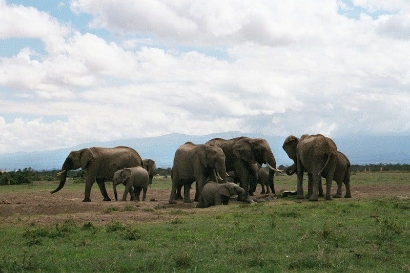 elephant group large eastern africa dreamy safari camps