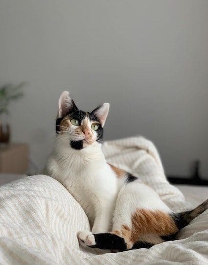 cat lounging with white blanket at home