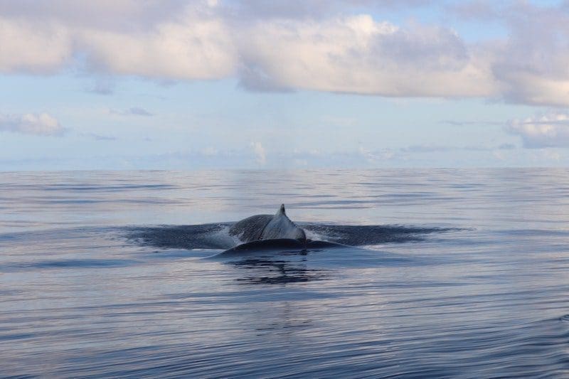 calm water whale watching la