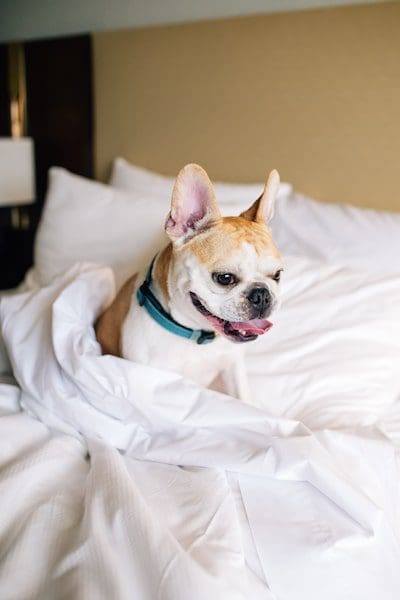 intercontinental puppy pet friendly hotel rooms