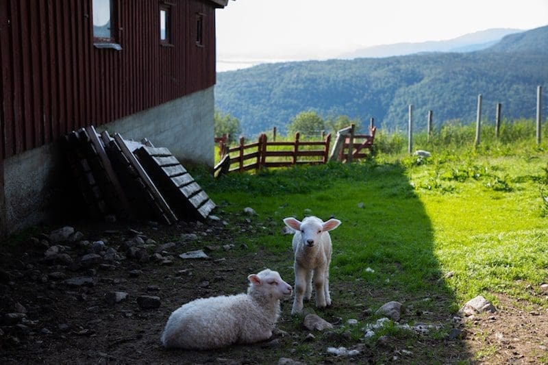 lambs in hagalid norway travel