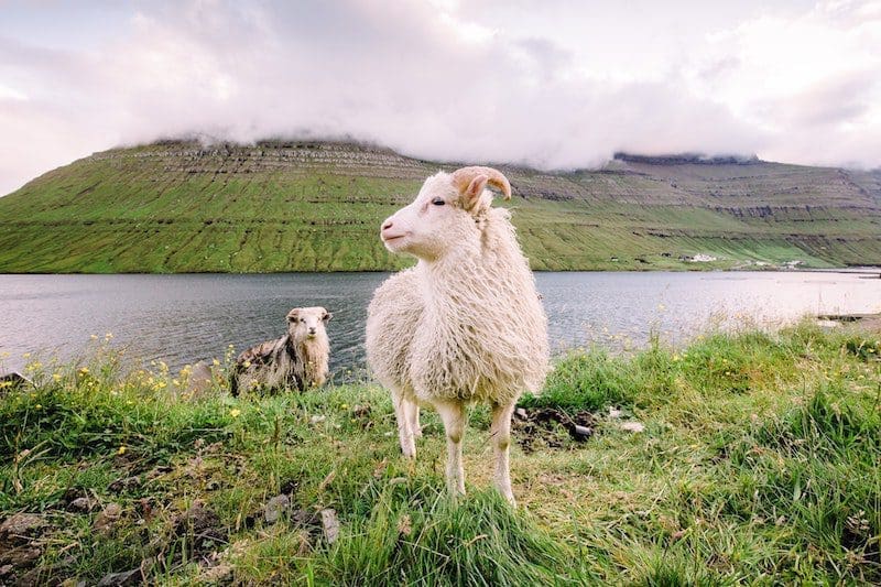 the faroe islands sheep the uk travel europe