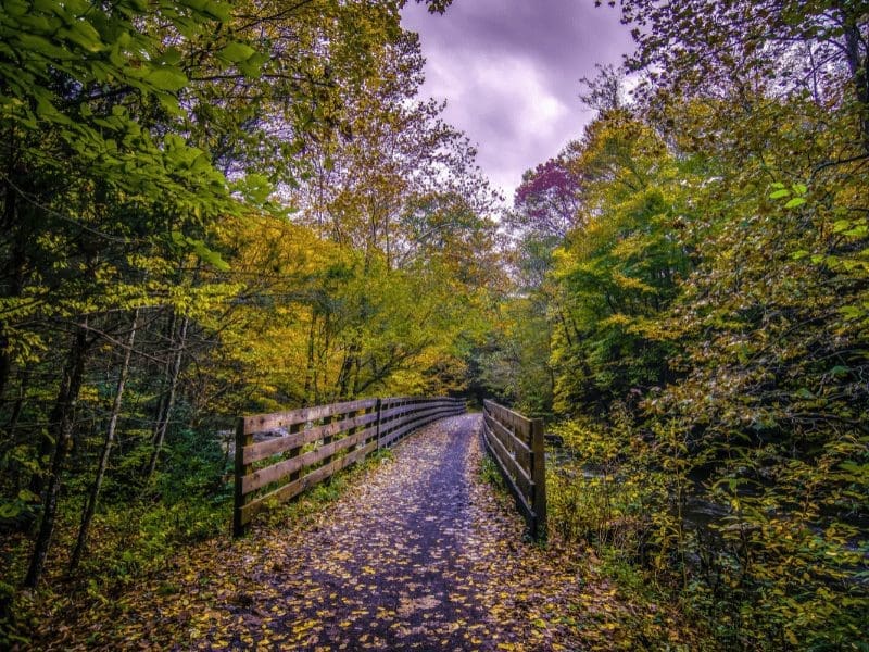 damascus virginia forest trail