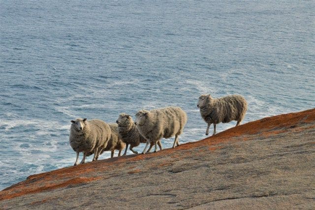 wild sheep on Kangaroo Island Australia