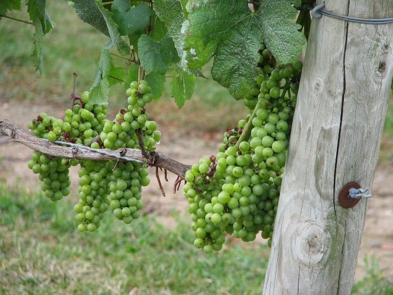 north fork winery grapes