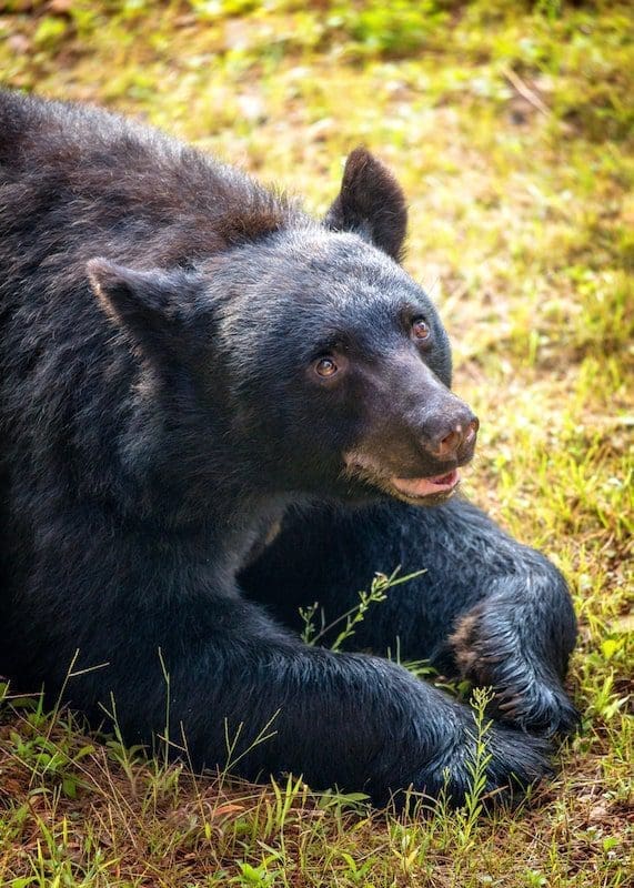 Big brown bear lying in grass with friendly expression