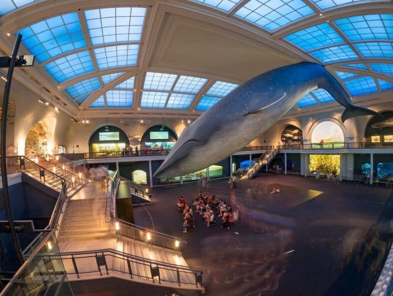 The American Museum of Natural History whale