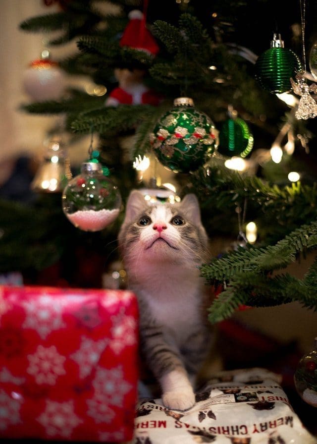 christmas tree cat under tree looking at ornaments