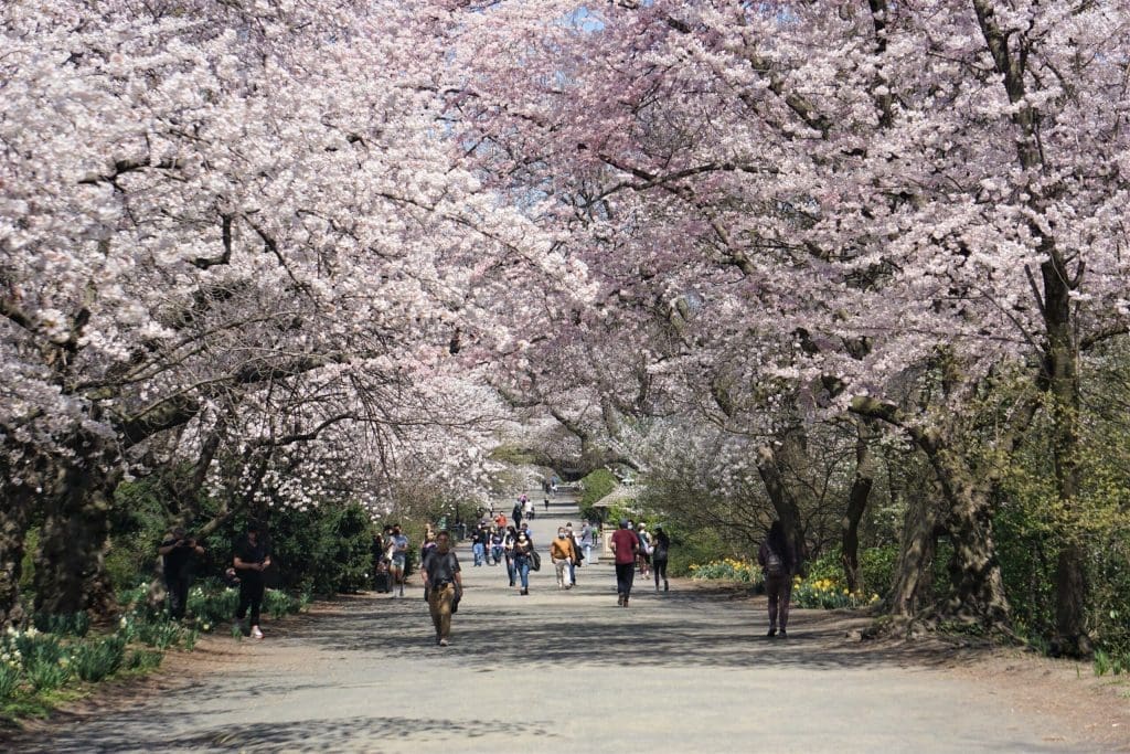 Central Park in Spring