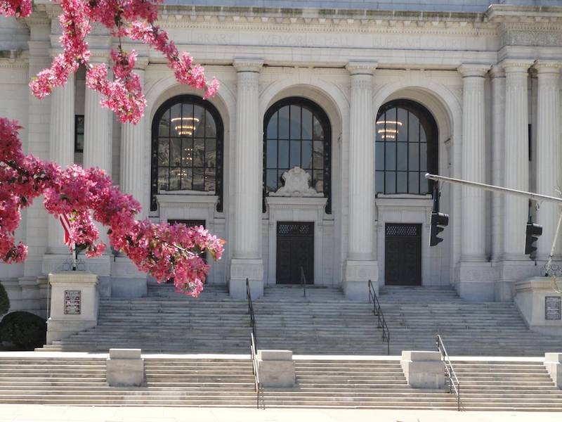 connecticut state public library cherry blossoms hartford