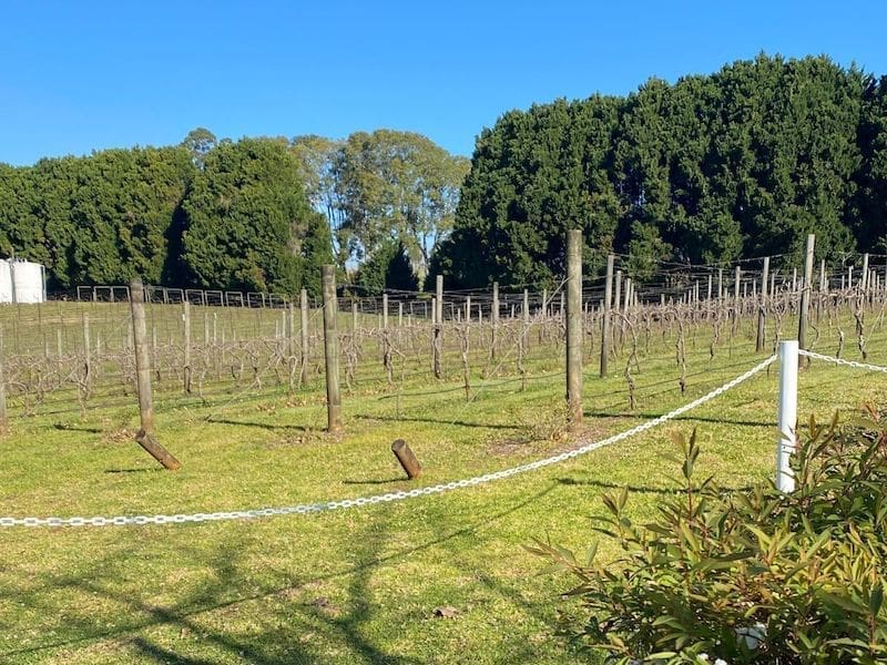 Mt Tambourine Vineyards