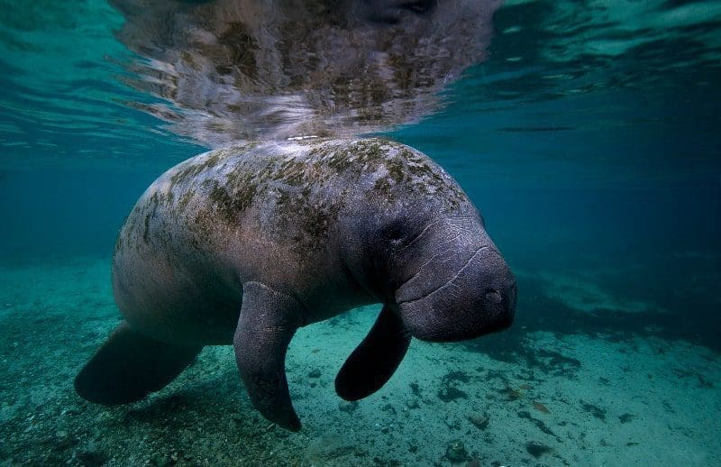 manatee underwater fort myers sanibel island