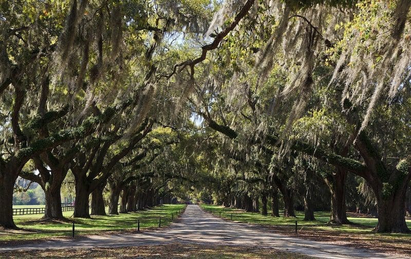 Live Oaks Charleston South Carolina