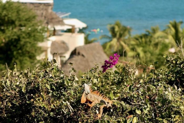 cute lizard in Mexico on lush greenery