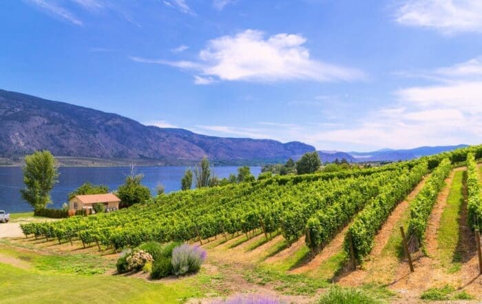 Okanagan vineyards