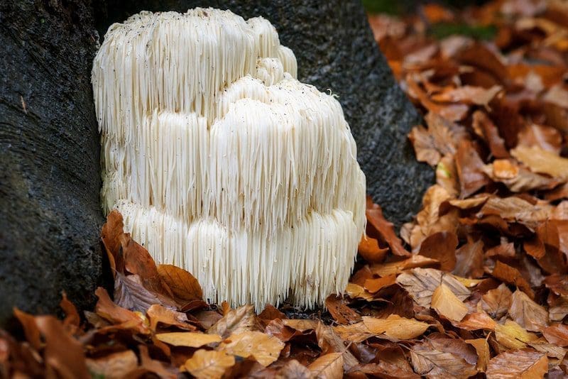 Rare Lion's mane mushroom in a Dutch forest