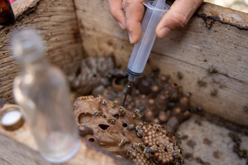 honey from bee hive extraction Yucatan