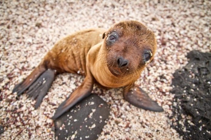 Baby Galapagos sea lion looking at the camera