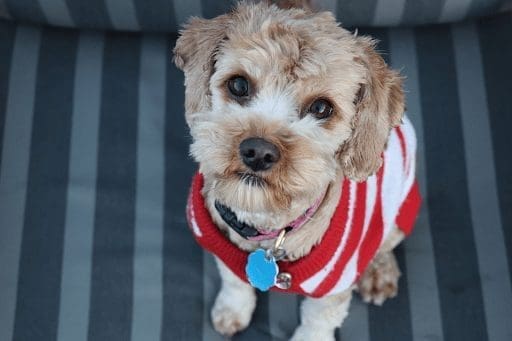 cute dog looking up at camera