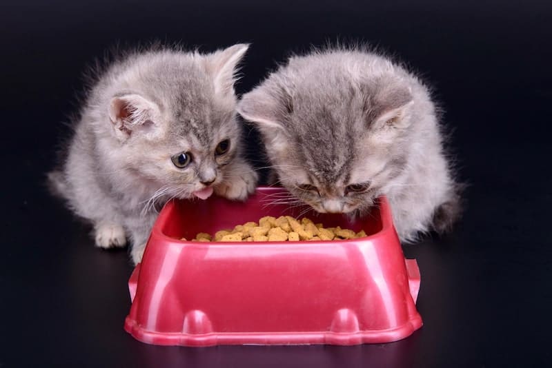 kittens eating cat food