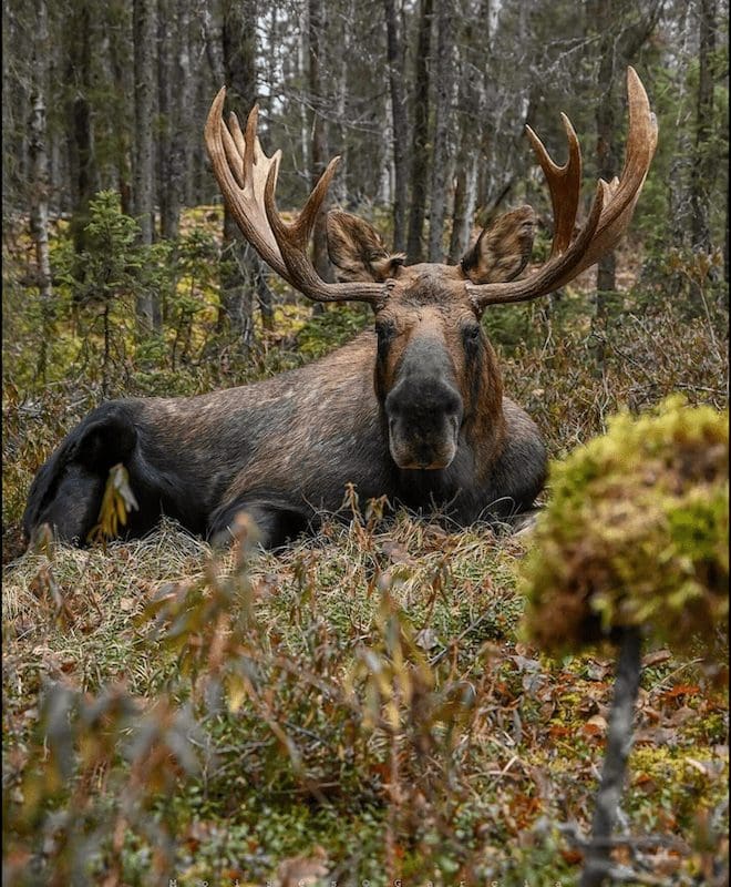 Leonta Greenfield Alaskan moose