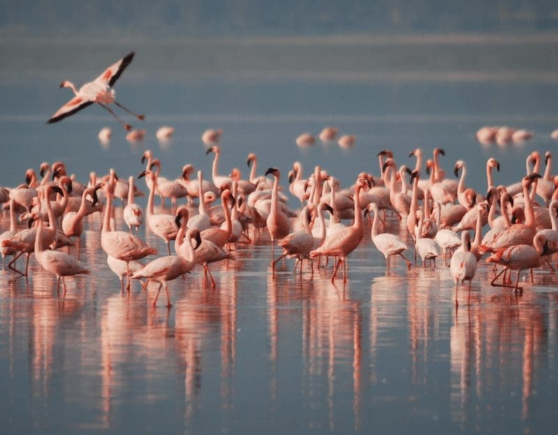 Manouri Fernando flamingos portugal