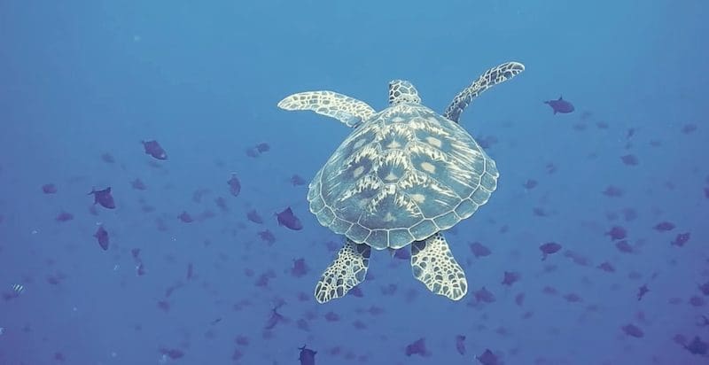 Nancy Michelle Cote Fernando de Noronha sea turtle