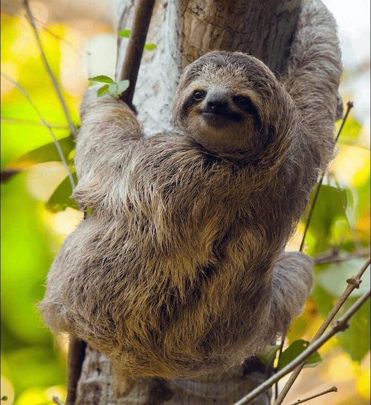 Tony Brown costa rica sloth