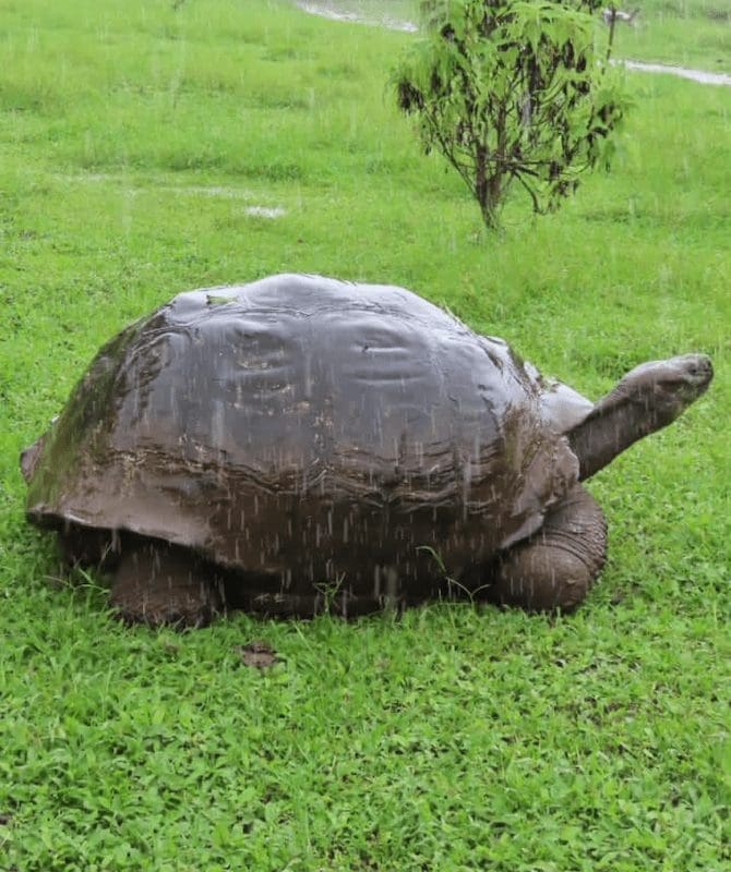 Zakaria Mallouk Galapagos Tortoise